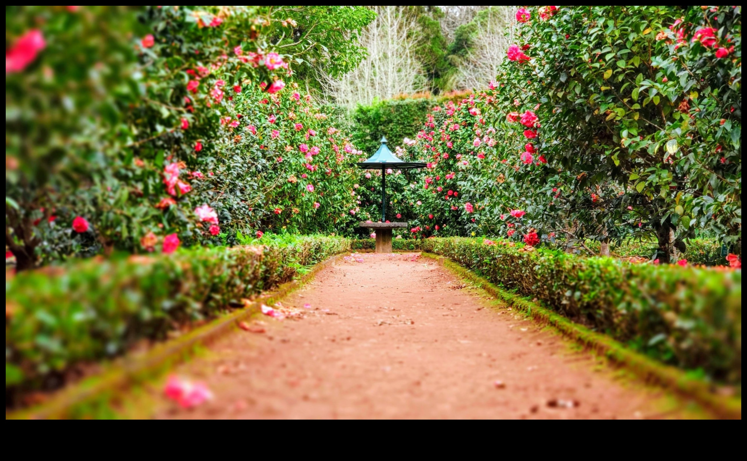 הרמוניה בפריחה: הדגשים מסוגננים למקלט הגן שלך