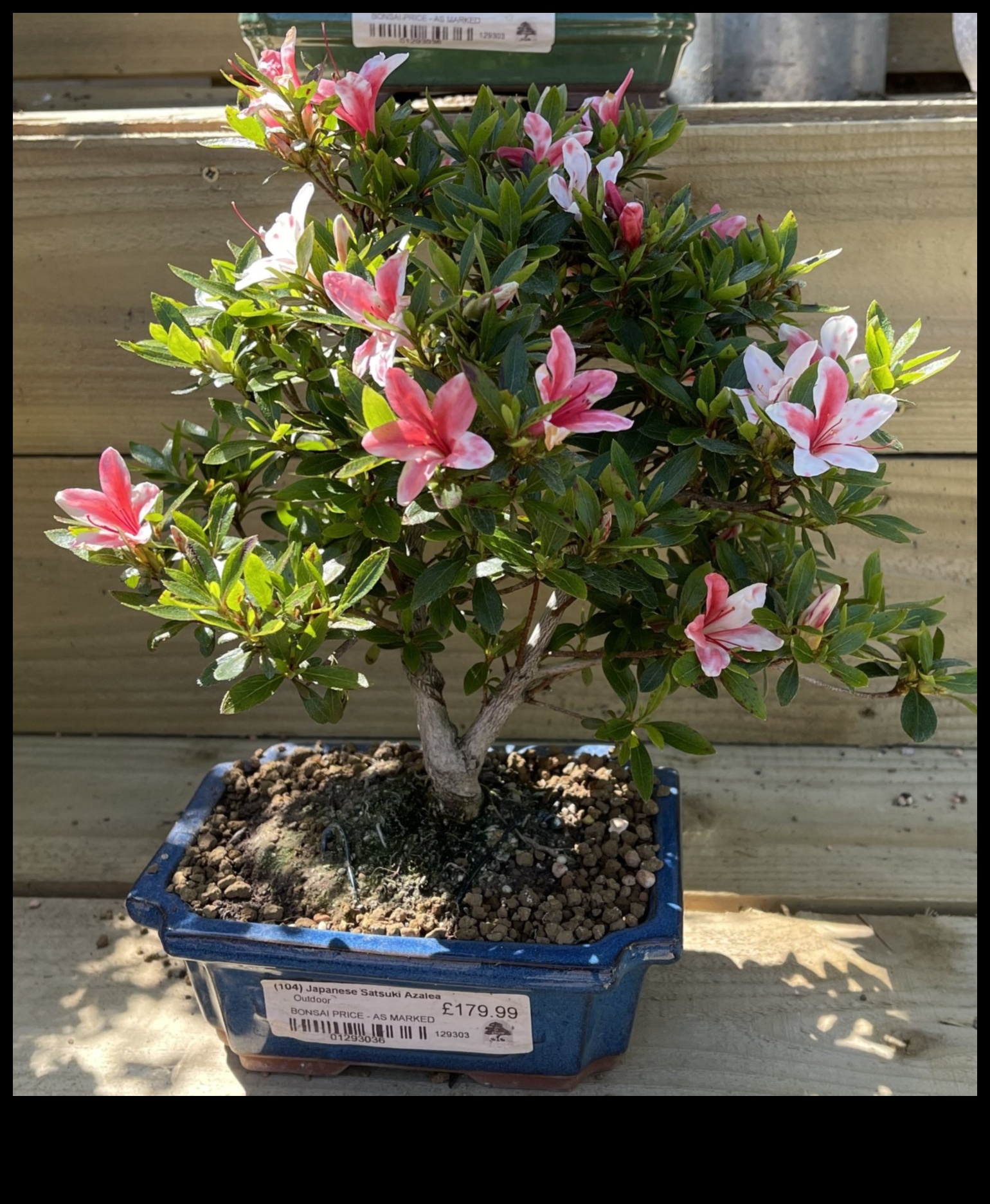 סודות סאטסוקי אזליאות: אלגנטיות גן יפנית