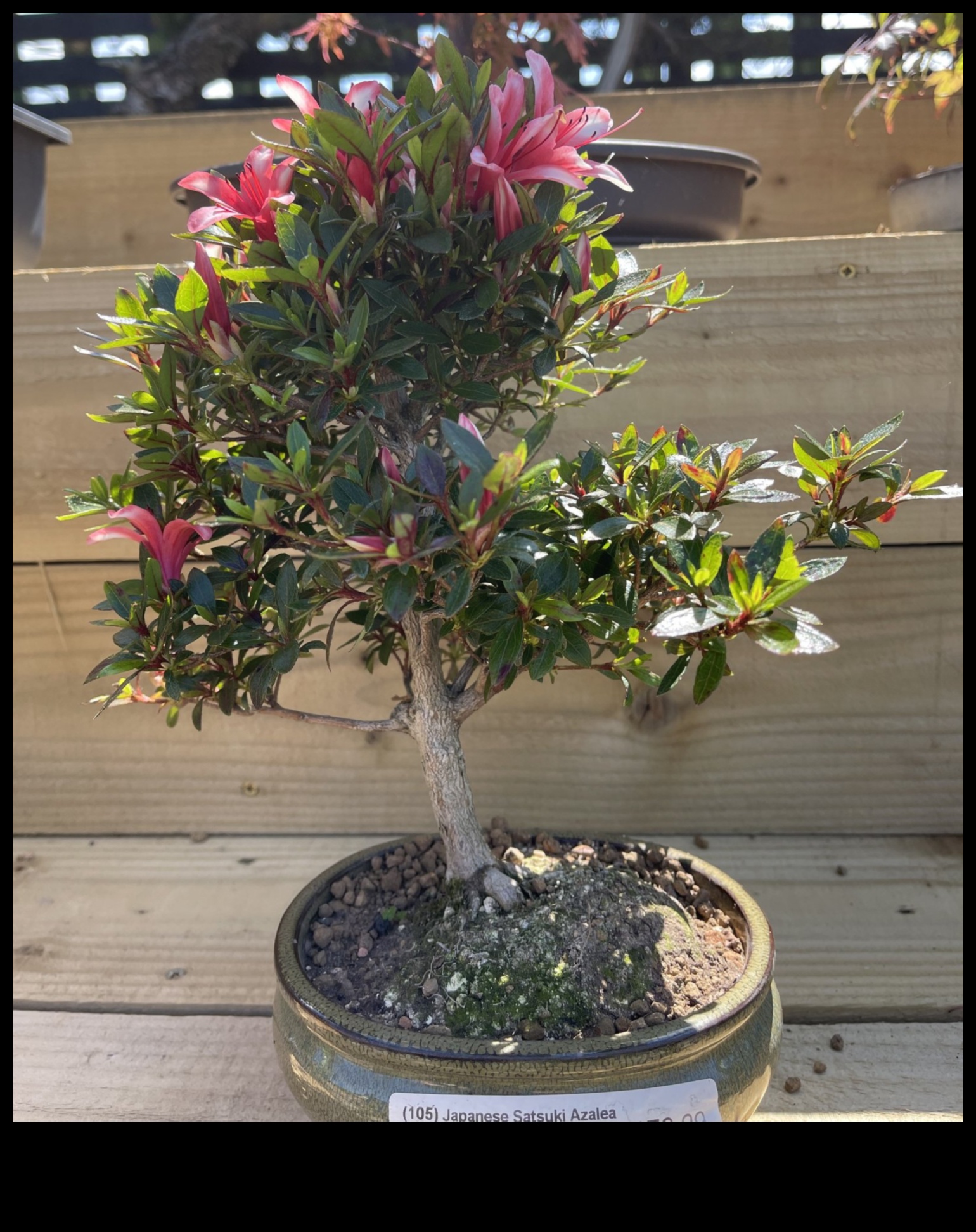 סודות סאטסוקי אזליאות: אלגנטיות גן יפנית