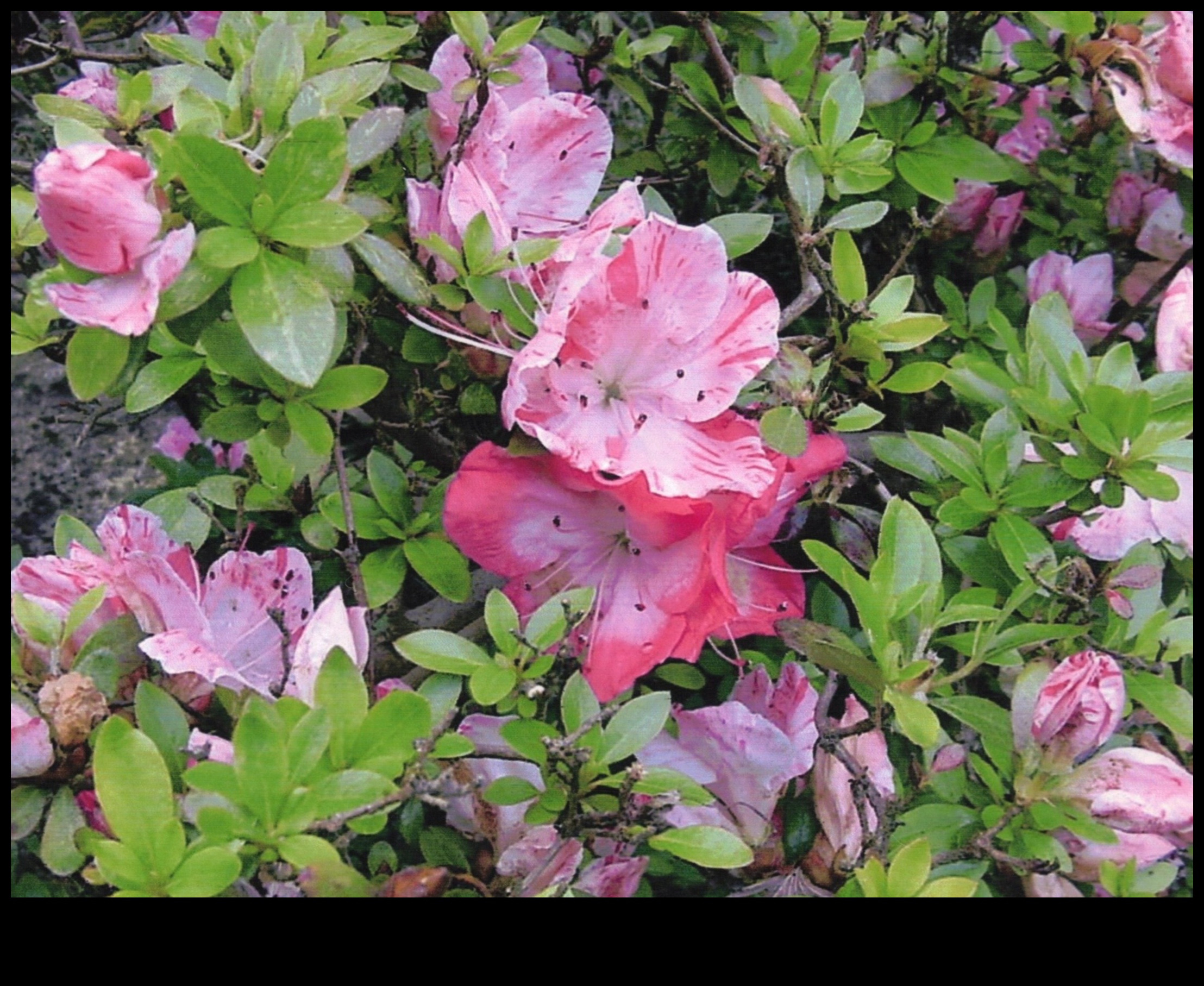 סודות סאטסוקי אזליאות: אלגנטיות גן יפנית