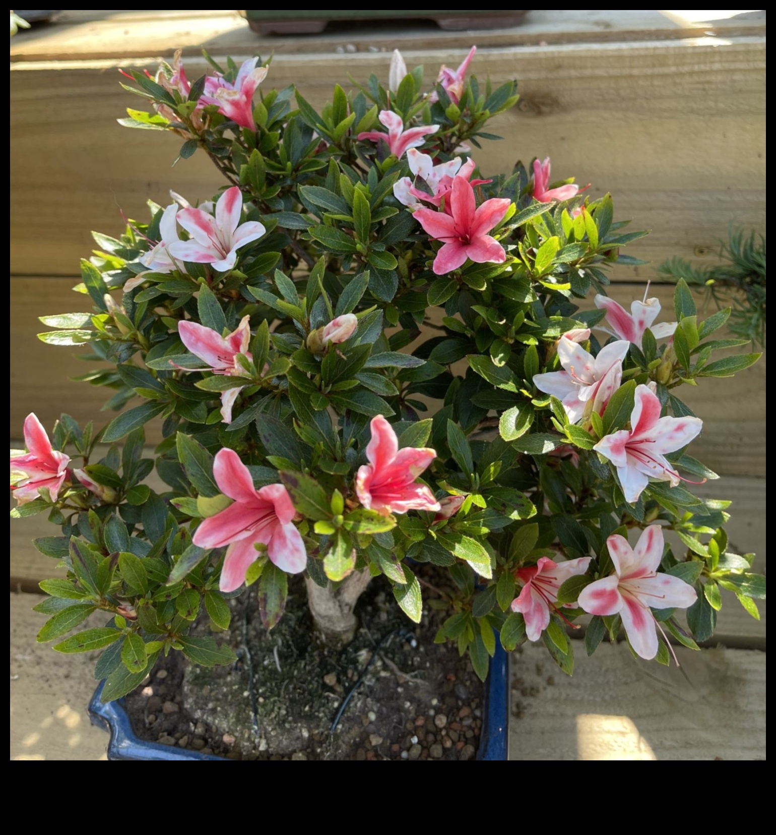 סודות סאטסוקי אזליאות: אלגנטיות גן יפנית