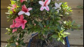 סודות סאטסוקי אזליאות: אלגנטיות גן יפנית