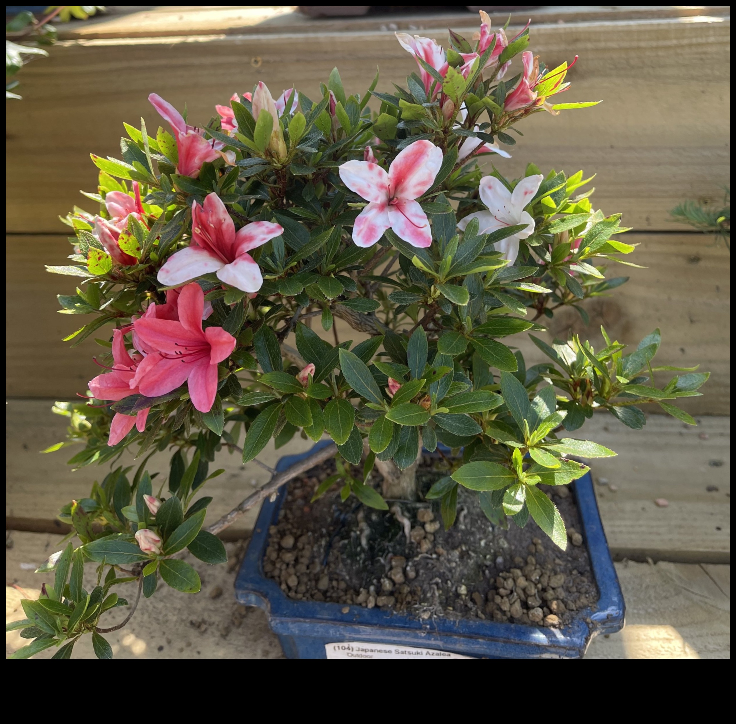 סודות סאטסוקי אזליאות: אלגנטיות גן יפנית