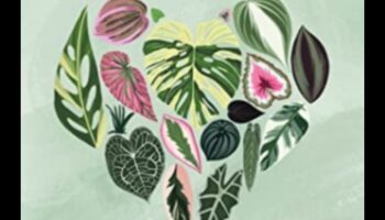 טיפוח שמחה: צעדים חיוניים לטיפוח גן תוסס