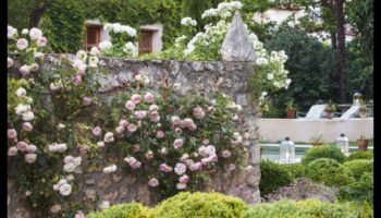 עדן חשפה: חלומות עיצוב גינות מתגשמים